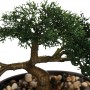 bonsai artificial en maceta de cerámica altura 23 instinto natural